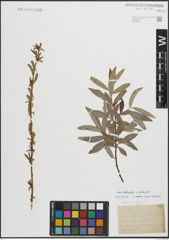 Foto von Salix daphnoides Vill. x Salix eleagnos Scop.